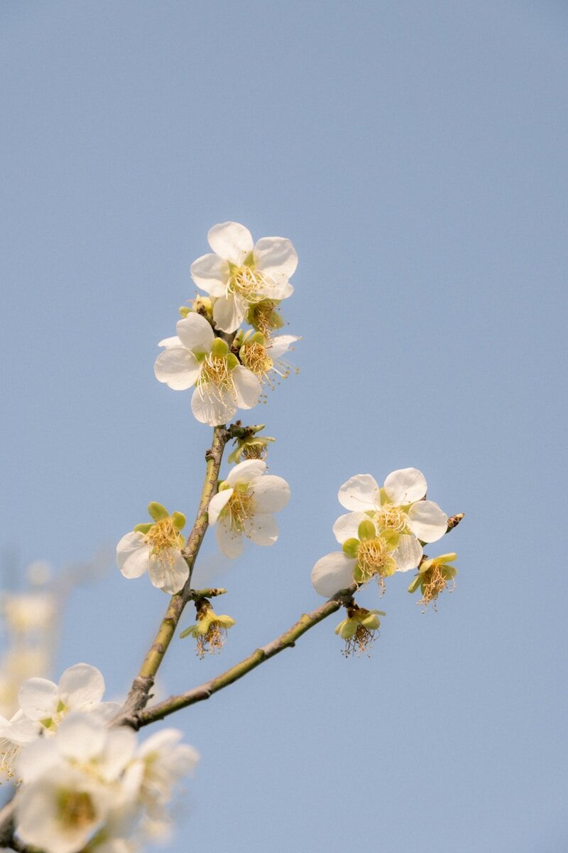 Concludory Allegations