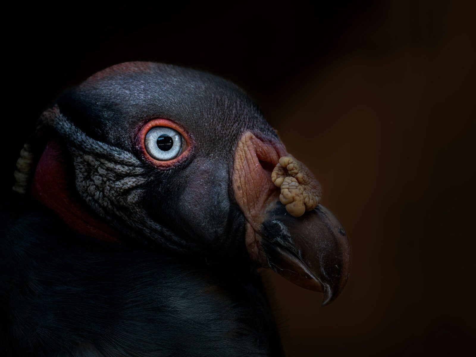 Facial Invalidation & Law Enforcement